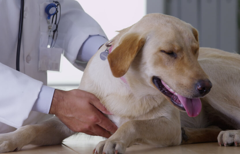 Ветеринар осматривает собаку